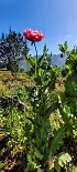 Plants: image 5 Of 208 Thumb